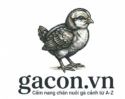gà con